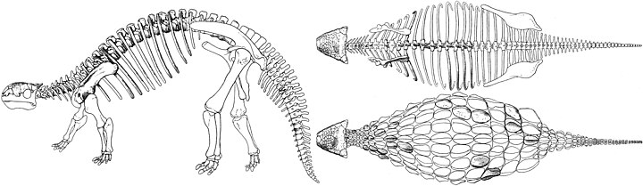 Ankylosaure