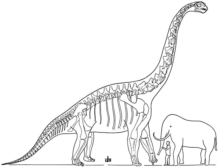 Brachiosaure