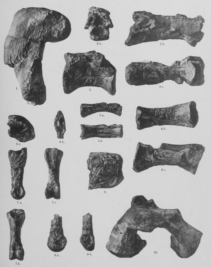 Cœlophysis
