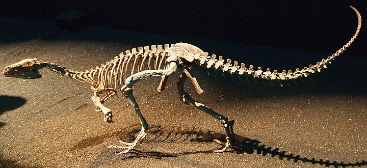 Éoraptor