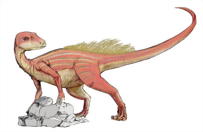 Abrictosaurus — Autres ornithischiens