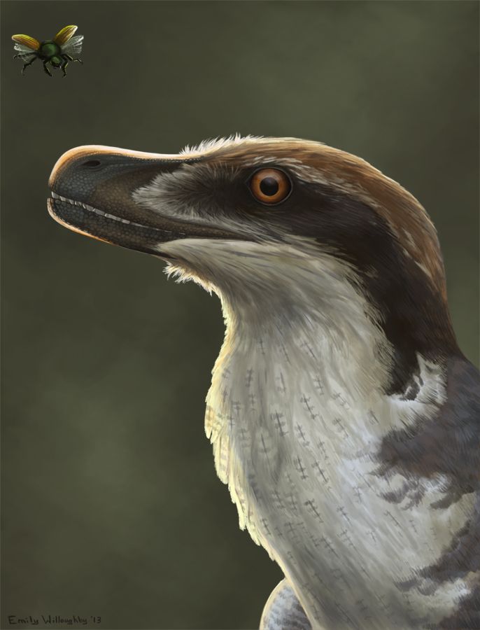 Acheroraptor — Autres