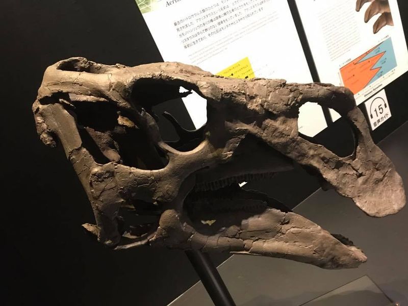 Acristavus — Autres ornithischiens