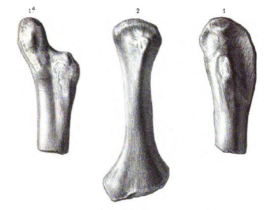 actiosaure