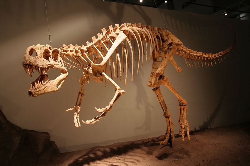 Afrovenator — Théropodes