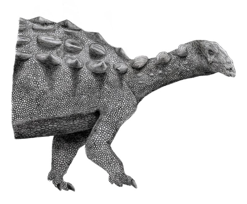 Ahshislepelta — Autres ornithischiens