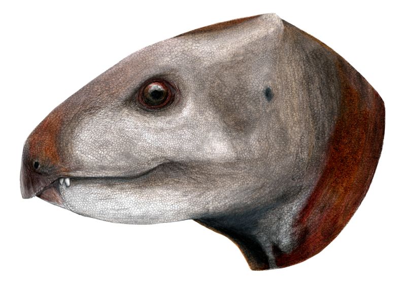 Albalophosaurus — Autres ornithischiens