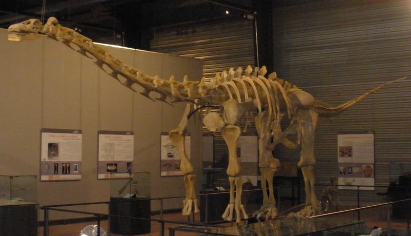 Ampelosaurus — Autres saurischiens