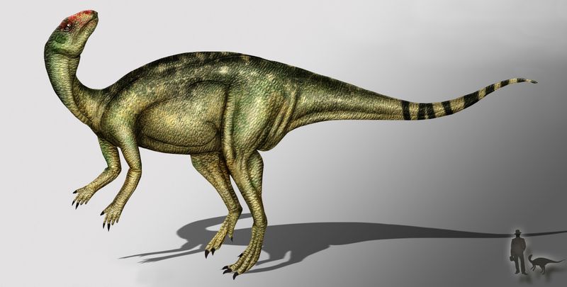 Anabisetia — Autres ornithischiens