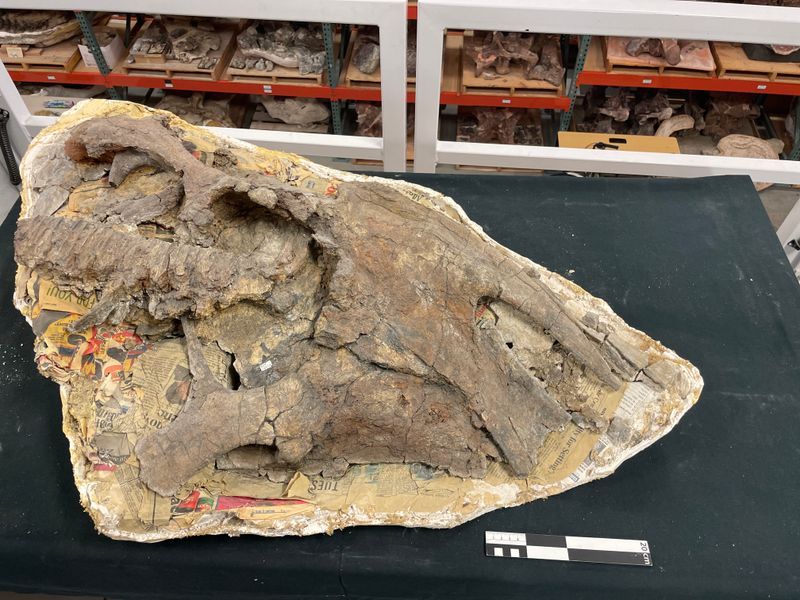 Anasazisaurus — Autres ornithischiens