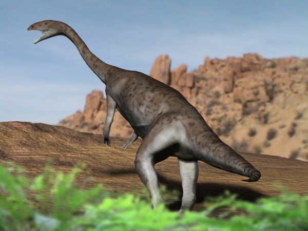 Anchisaurus — Autres saurischiens