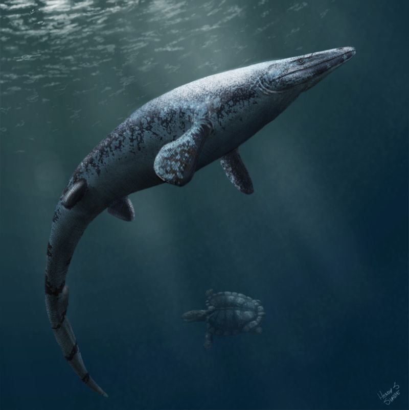 Anglosaurus — Reptiles marins