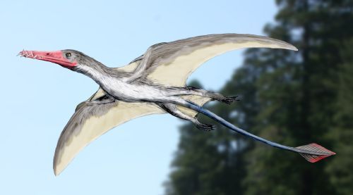 Angustinaripterus — Ptérosaures