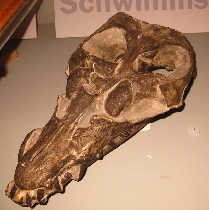 Anningasaura — Reptiles marins