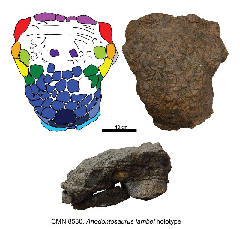 Anodontosaurus — Autres ornithischiens