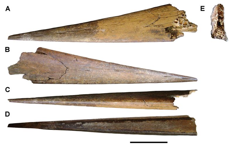 Apatorhamphus — Ptérosaures