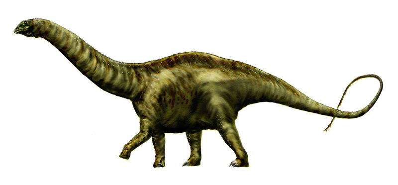 Apatosaurus — Autres saurischiens