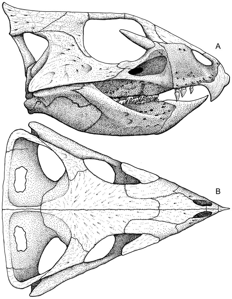 Aquilops — Autres ornithischiens