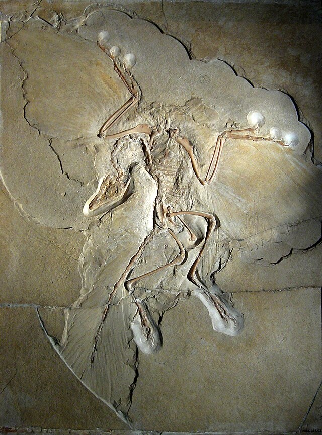 Archéoptéryx