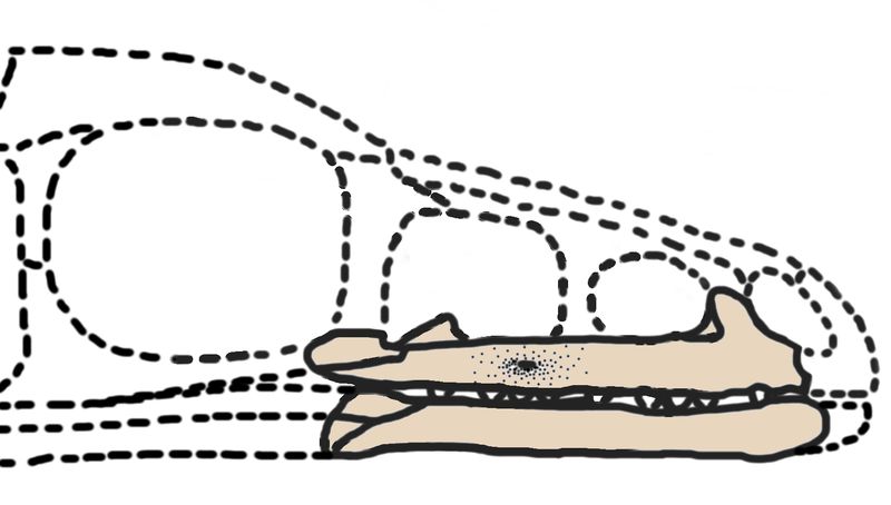 Archaeornithoides — Théropodes