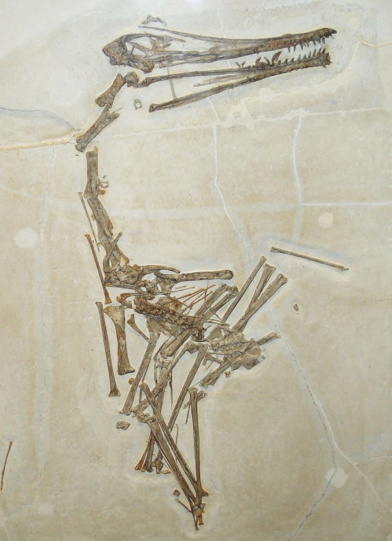 Ardeadactylus — Ptérosaures