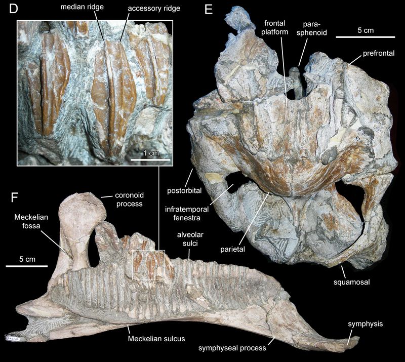 Arenysaurus — Autres ornithischiens