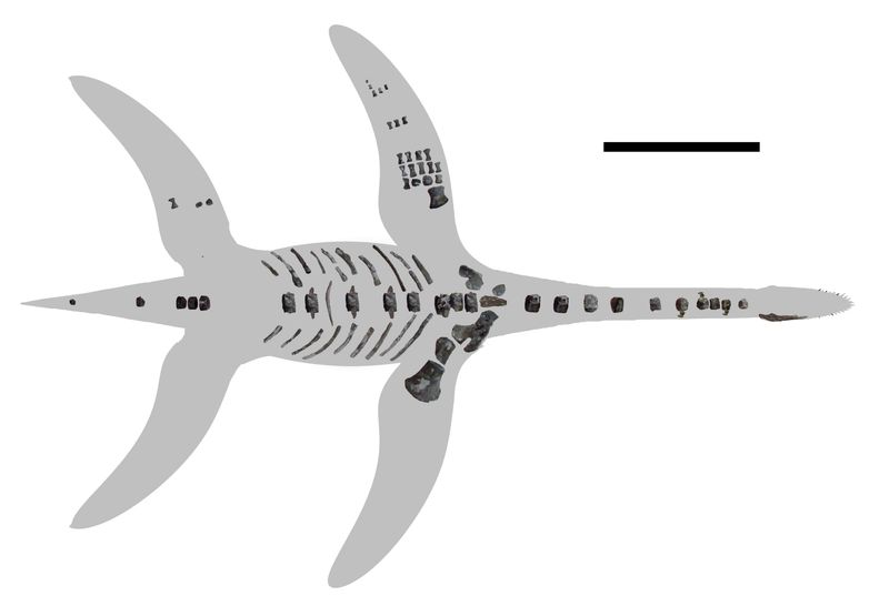Arminisaurus — Reptiles marins