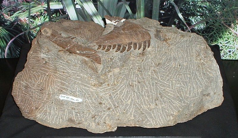 Atrociraptor — Théropodes