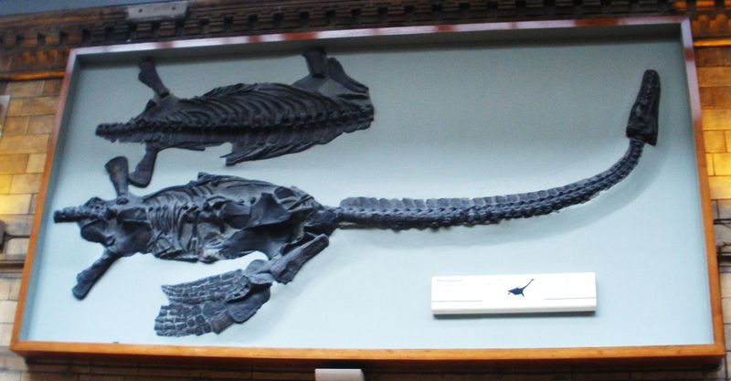 Attenborosaurus — Reptiles marins