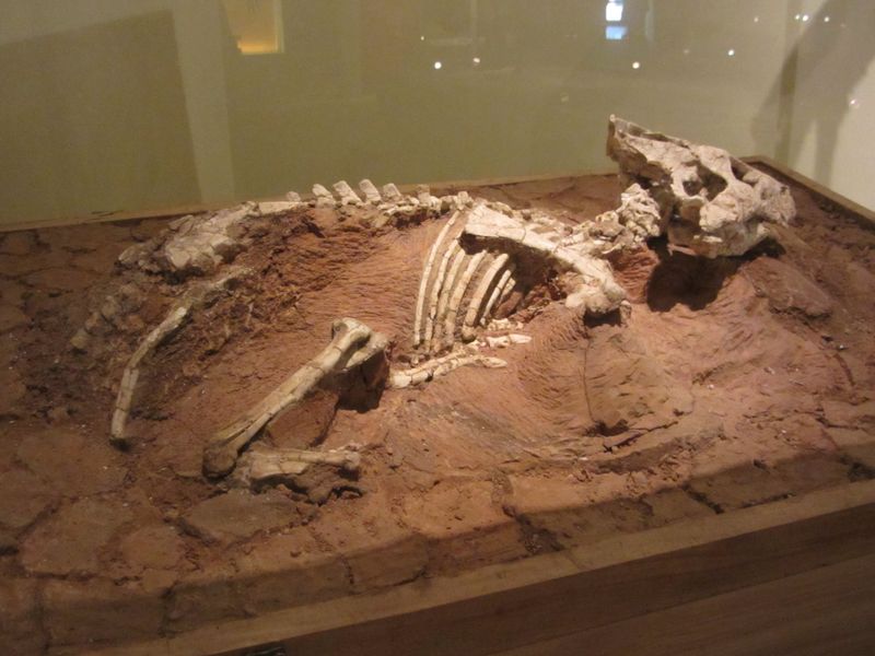 Auroraceratops — Autres ornithischiens