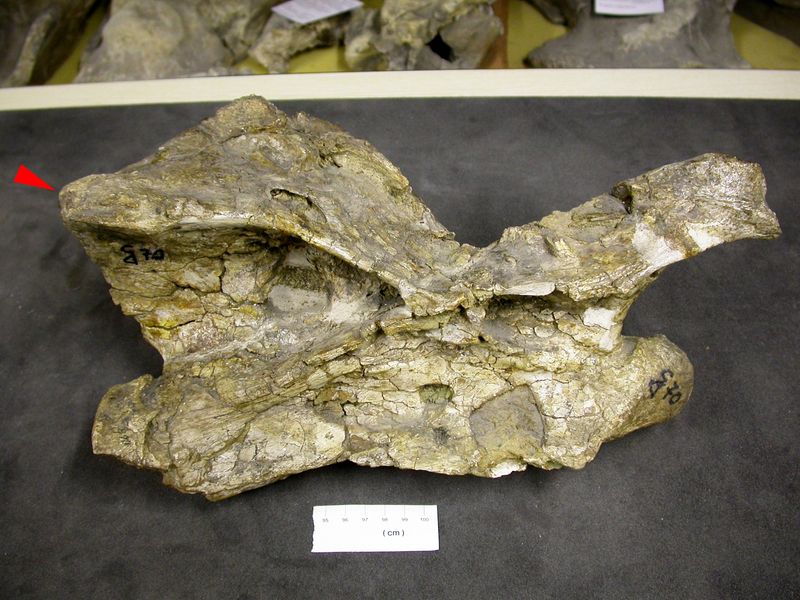 Australodocus — Autres saurischiens