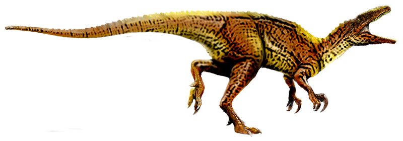 Australovenator — Théropodes