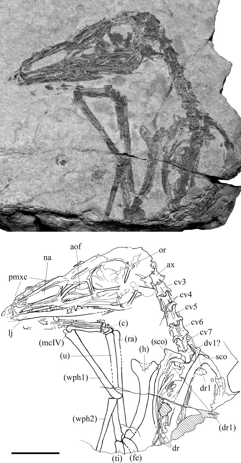 Austriadactylus — Ptérosaures