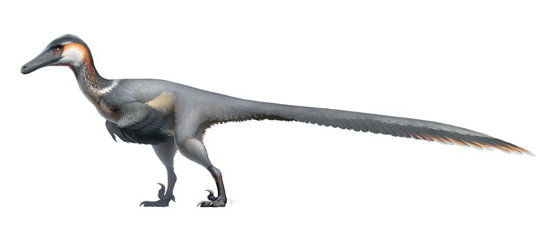 Austroraptor — Théropodes