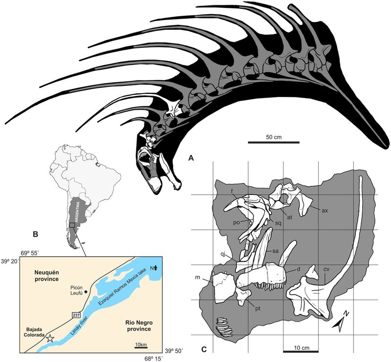 Bajadasaurus — Autres saurischiens