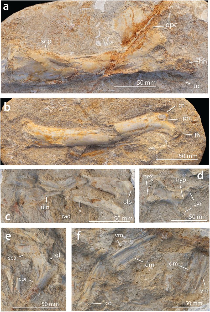 Barbaridactylus — Ptérosaures