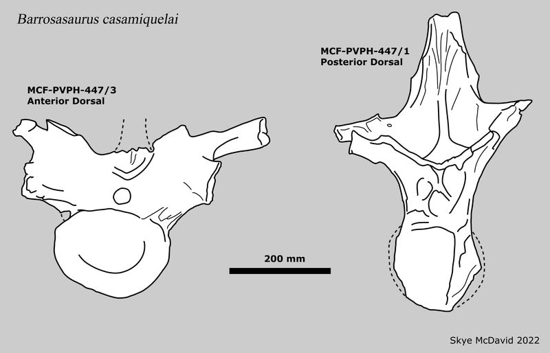 Barrosasaurus — Autres saurischiens