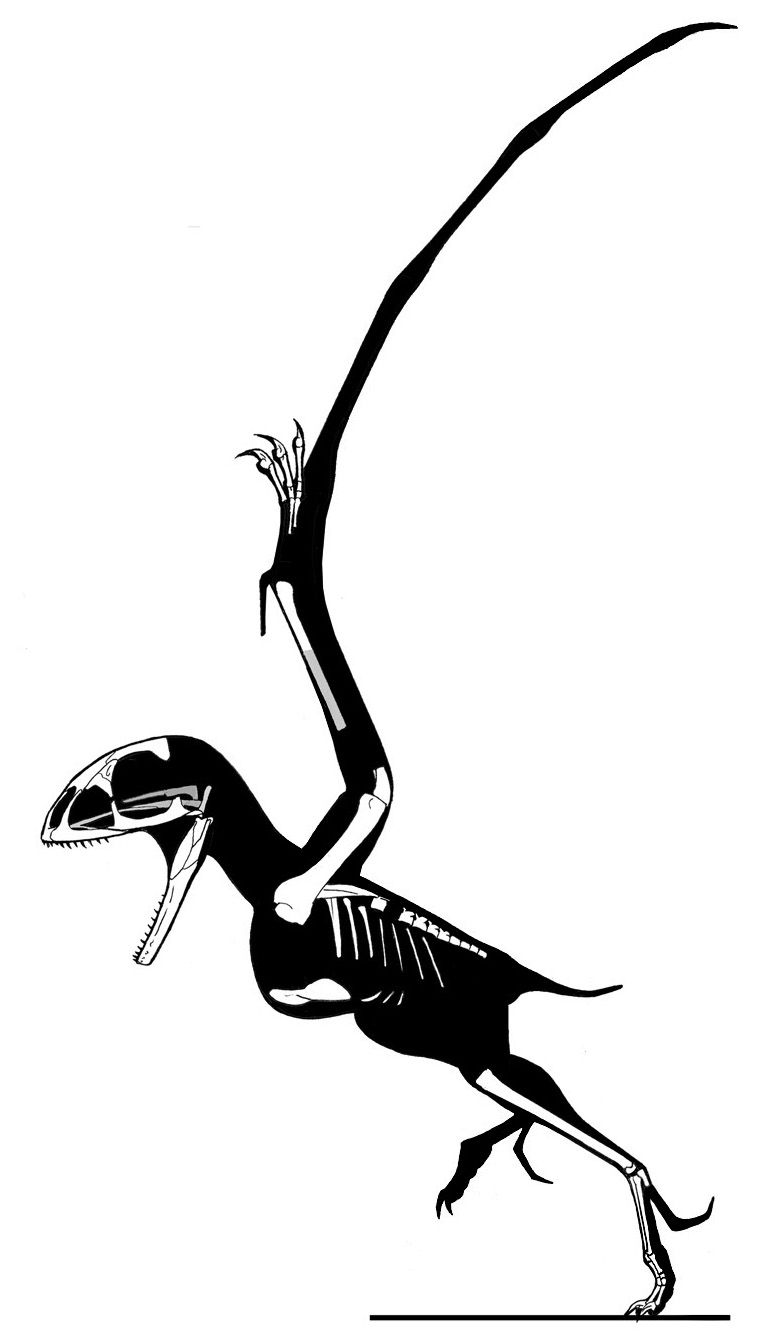 Batrachognathus — Ptérosaures