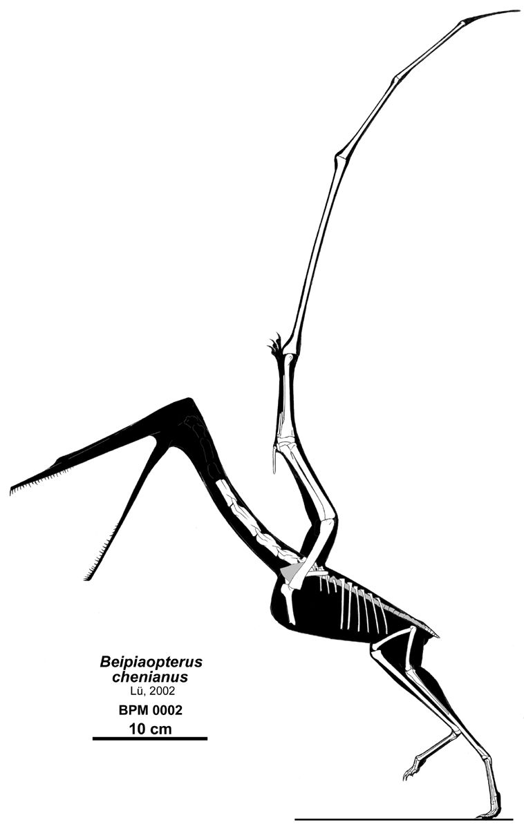 Beipiaopterus chenianus — Ptérosaures