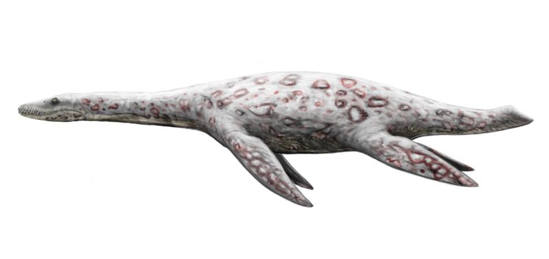 Bishanopliosaurus — Reptiles marins