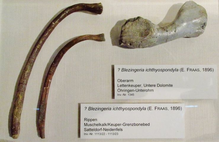 Blezingeria — Reptiles marins