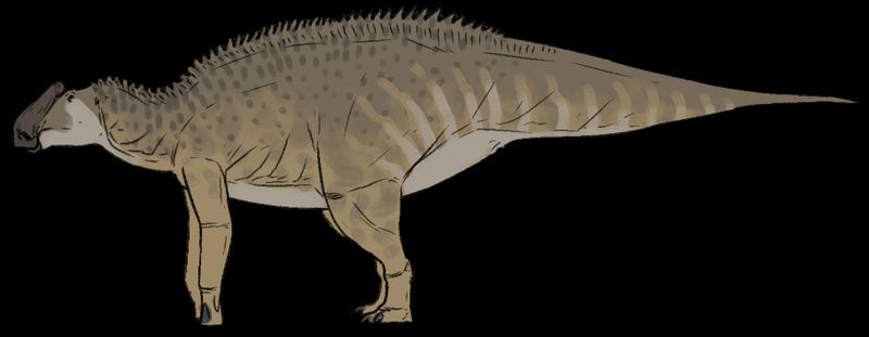 Bonapartesaurus — Autres ornithischiens