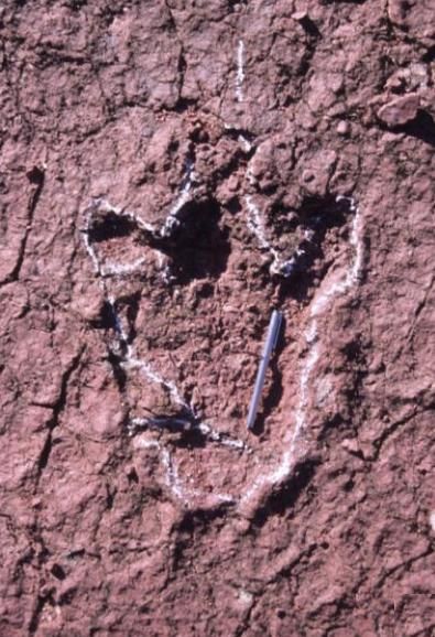 Boutakioutichnium — Autres saurischiens