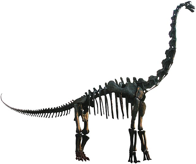 Squelette ou fossile de Brachiosaure