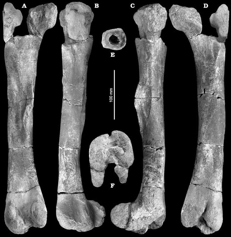 Burianosaurus augustai — Autres ornithischiens