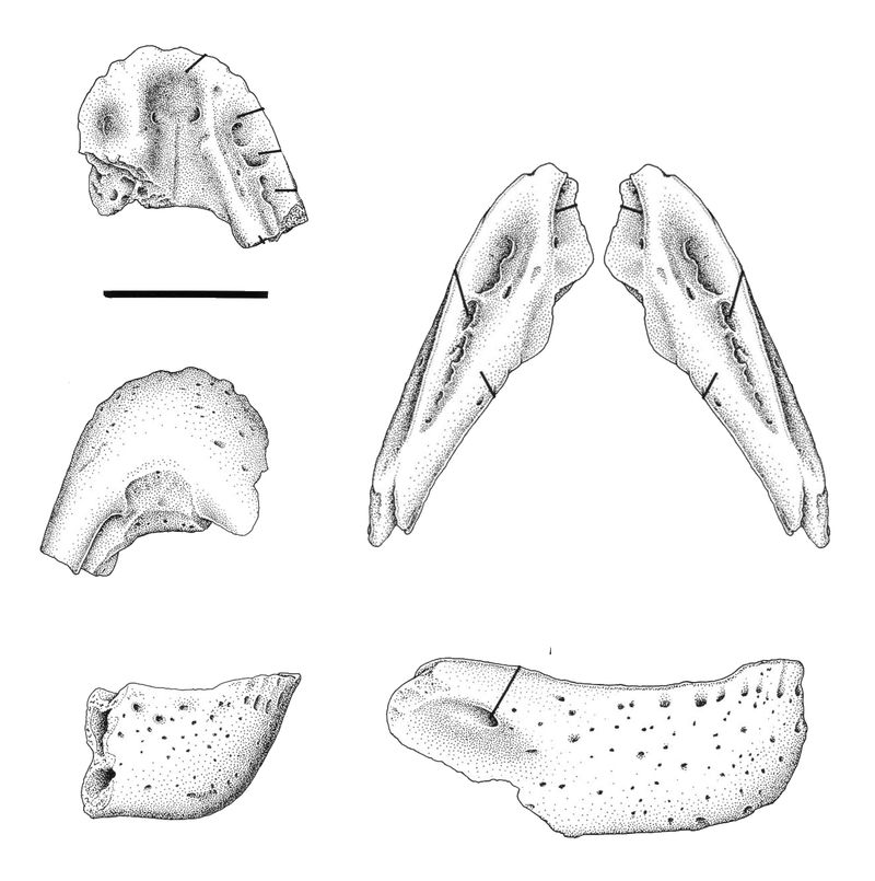 Caenagnathasia — Théropodes