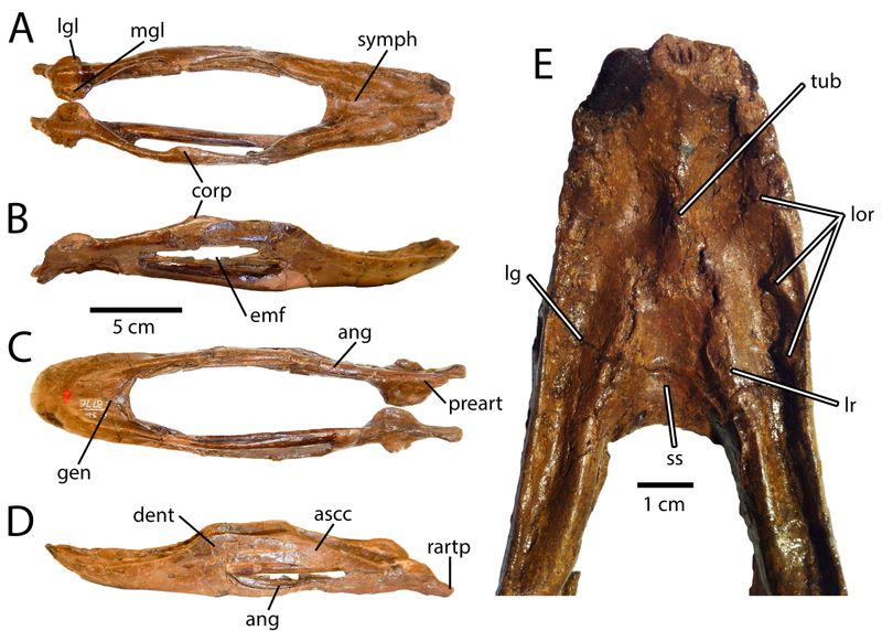Caenagnathus — Théropodes