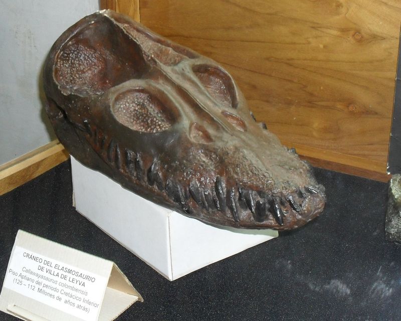 Callawayasaurus — Reptiles marins