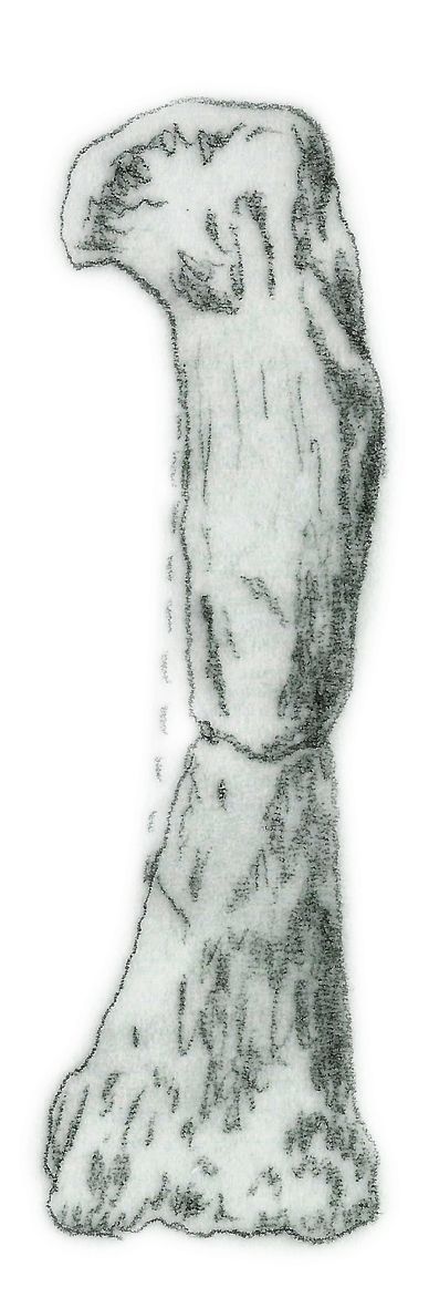 Camelotia — Autres saurischiens