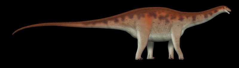Campananeyen fragilissimus — Autres saurischiens
